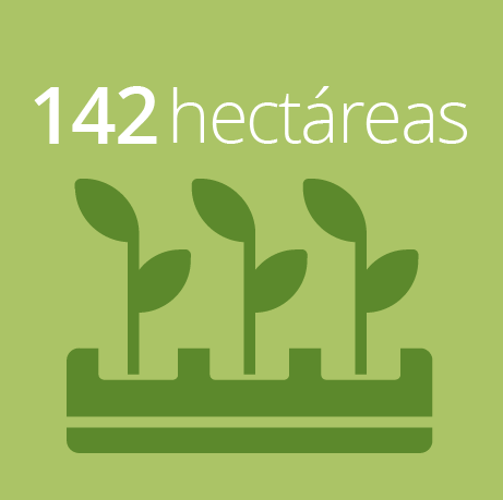 Reforestación