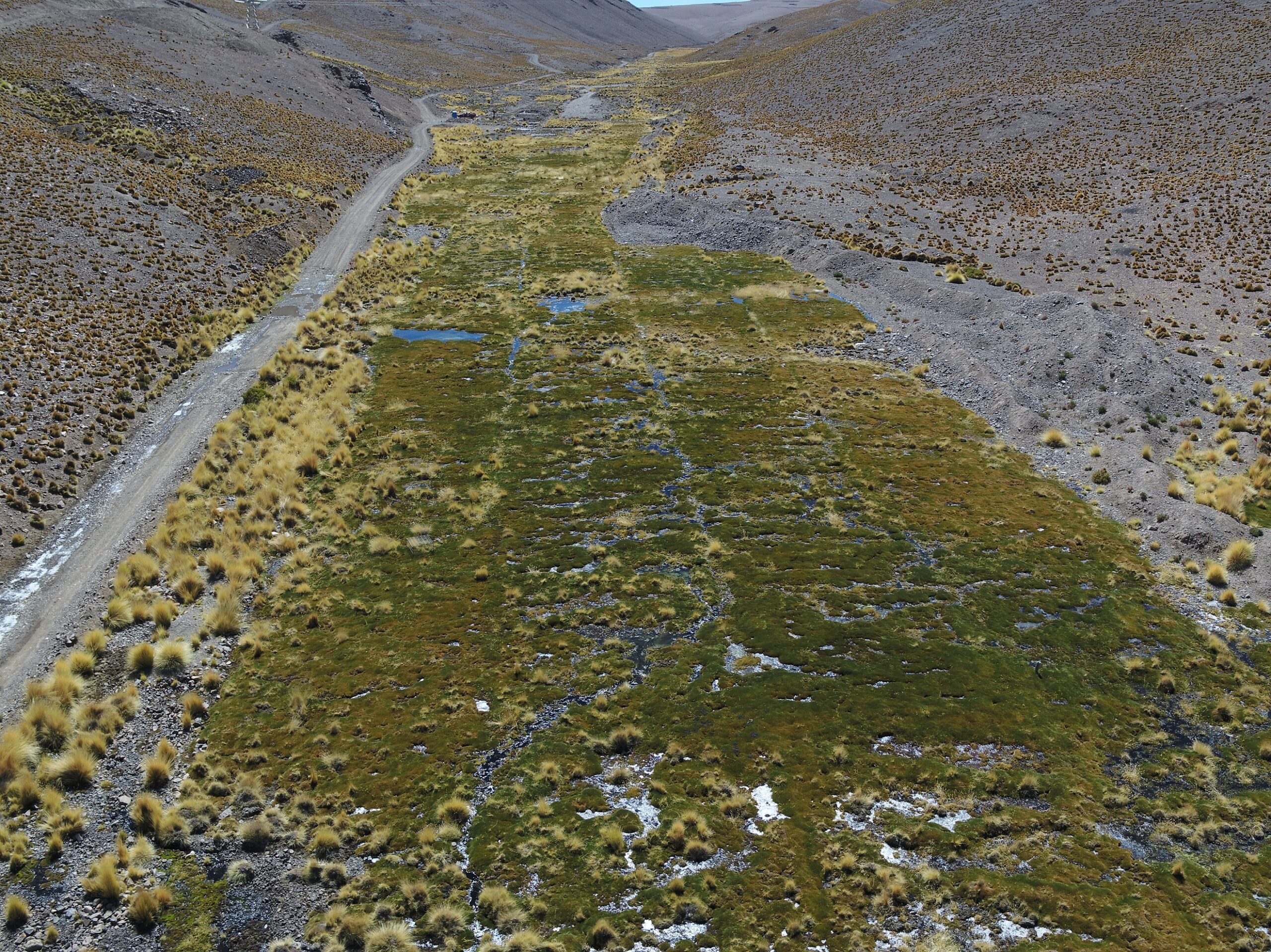 Collahuasi ha reforestado más de 140 hectáreas de queñoas en altiplano de Tarapacá