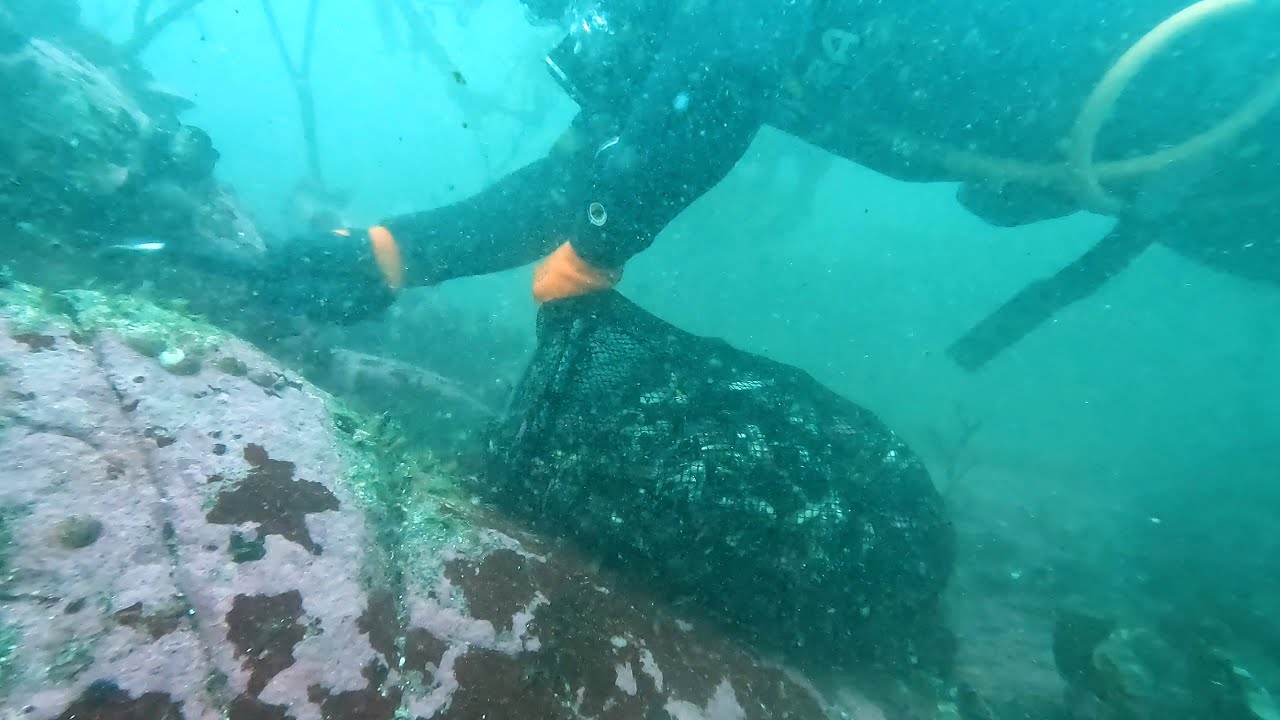 Favorable results are shown in the monitoring of the relocation of the benthic resource