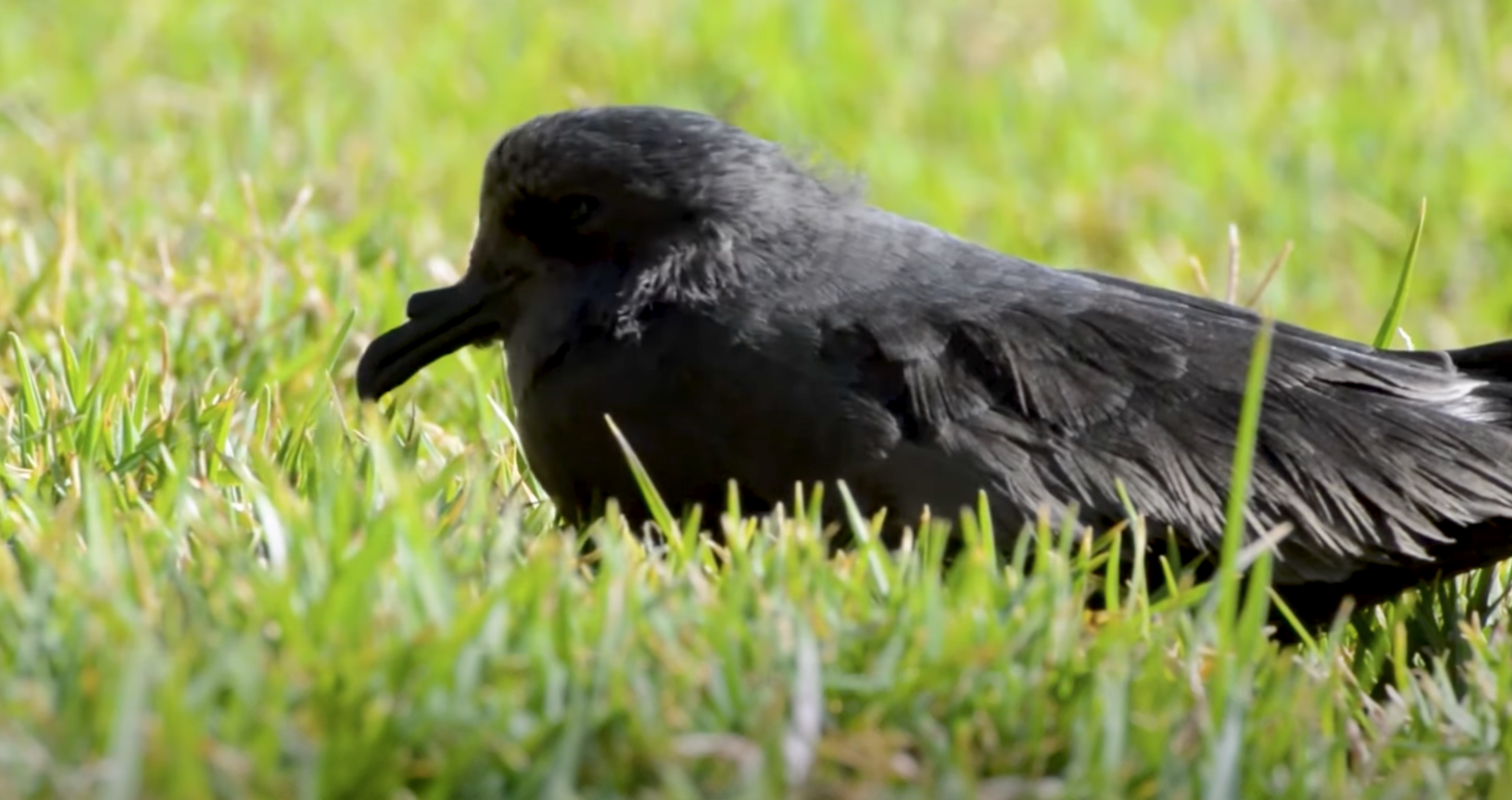 The initiative aims to promote the conservation of the Black Skimmer