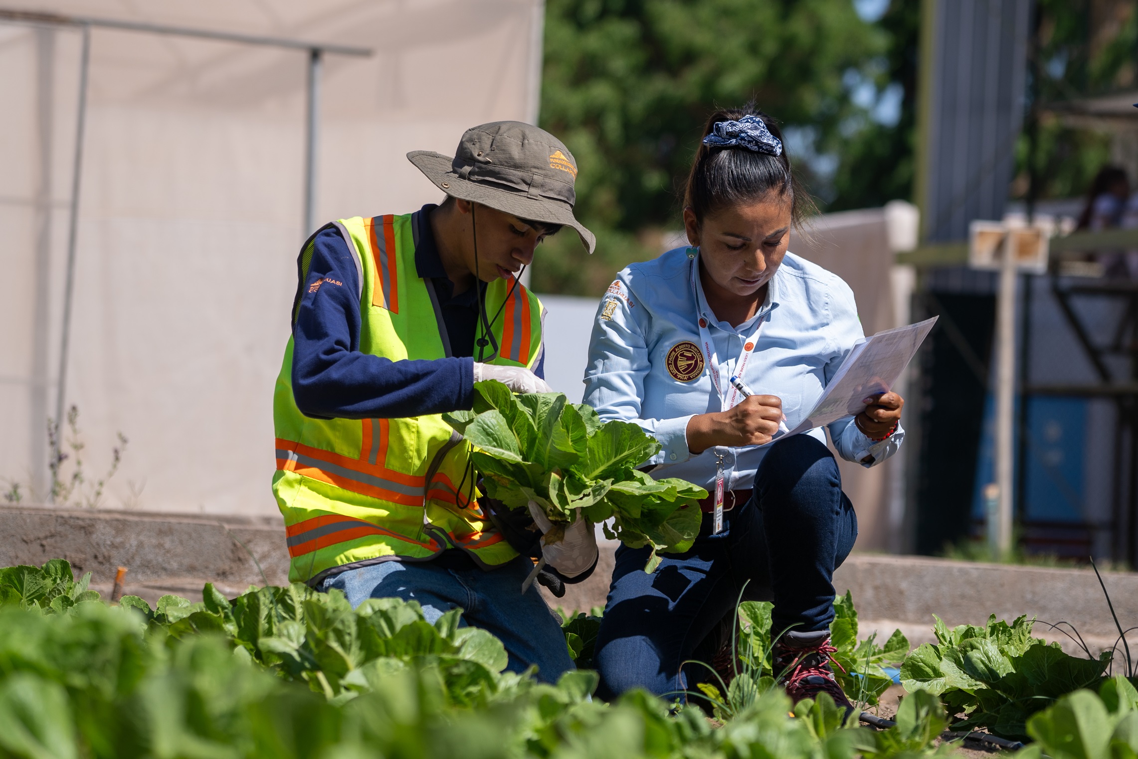 Estudiantes del Liceo de Pica integran su producción hortícola a la cadena de abastecimiento regional