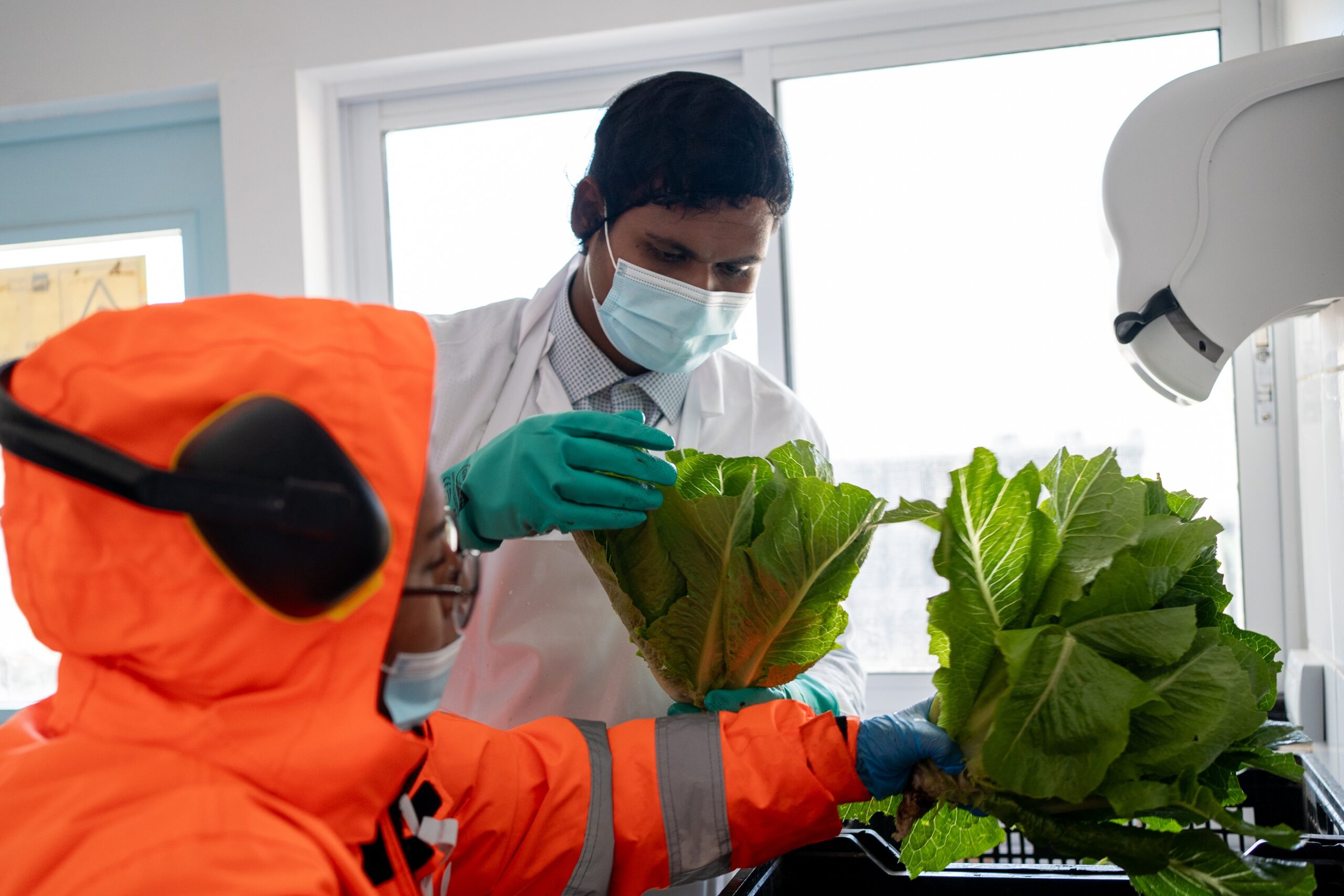 9 mil kilos: Liceo de Pica continúa con éxito produciendo lechugas y participando en su comercialización local